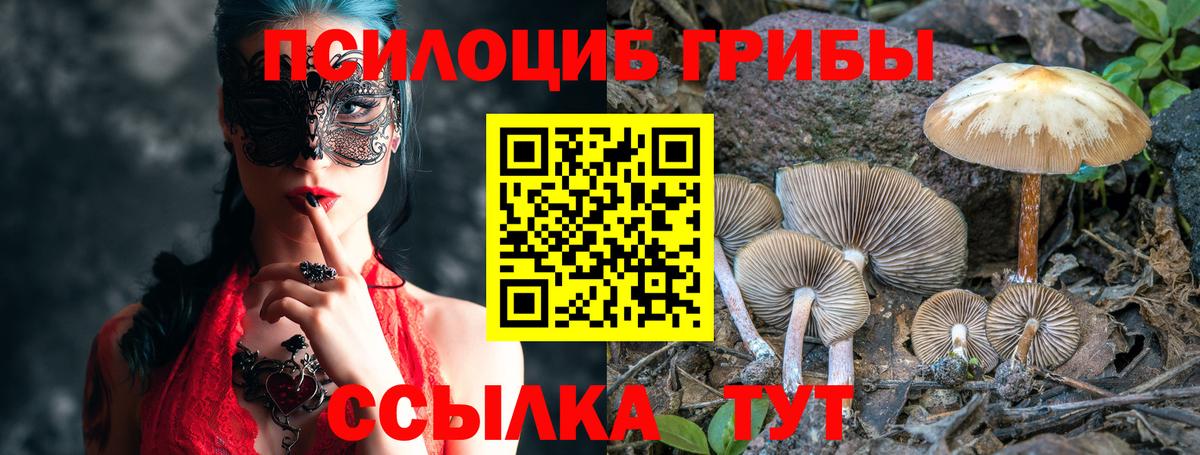 купить   Вход с VPN  Шелехов  Псилоцибиновые грибы Psilocybe 